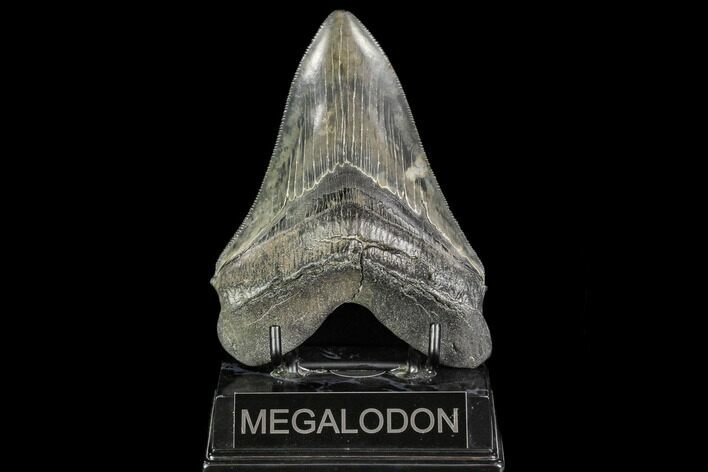 Fossil Megalodon Tooth - Serrated Blade #112130